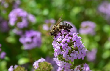 Biene auf violettem Thymian