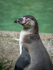 Penguin on rocks