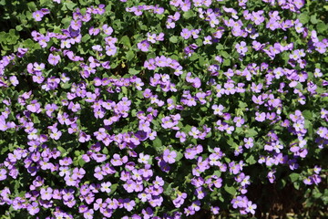 Obraz premium Sweden. Aubrieta deltoidea is a species of flowering plant in the mustard family. Common names include lilacbush, purple rock cress and rainbow rock cress. 
