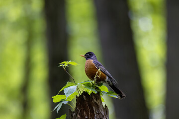 The American robin (Turdus migratorius) in spring .The American robin is the most abundant bird in...