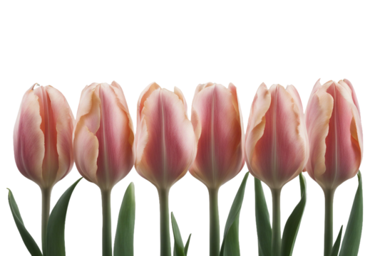 Six tulip flowers in row isolated on transparent background