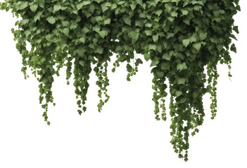 Verdant Javanese Treeline Grape Ivy (Cissus spp) Jungle Vine Drapes top border isolated on transparent background