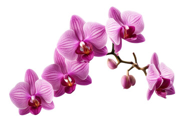 Pink orchid flowers with several buds branch isolated on transparent background