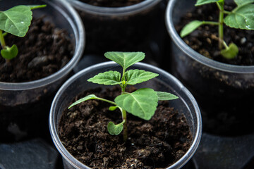 Young green sprouts of flowers