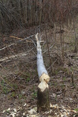 Aspen felled by beavers in early May