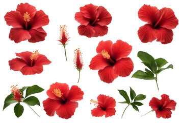 Set of tropical red hibiscus flowers and leaves isolated on transparent background
