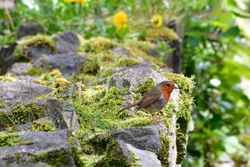 Bird Robin on a  stone wall