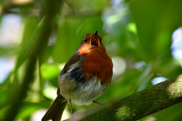Bird Robin on a branch