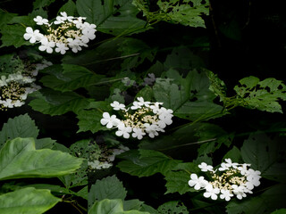 white flowers