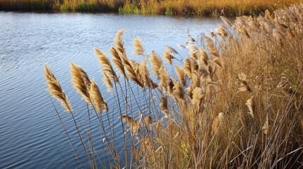 A body of water with tall grasses growing along the shore - Powered by Adobe