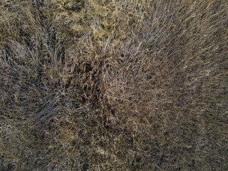 Aerial top down of trees in park on the border of Marzahn and Brandenburg