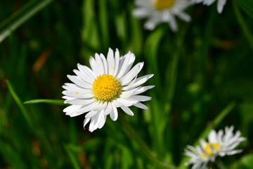 Obraz premium Macro photography of a white daisy flower
