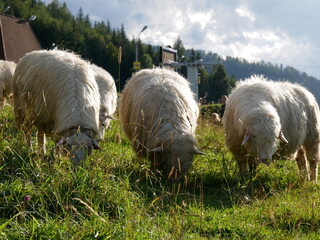 sheep and lambs