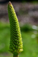 Close up of a green plant in Kilkenny Castle Park