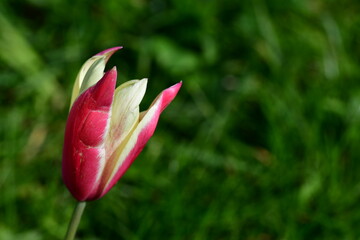 Red tulip in the garden
