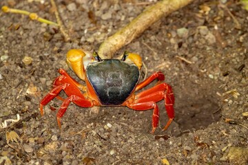 Red land crab, Gecarcinus quadratus