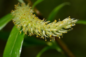 Blossom of a tree, macro photography
