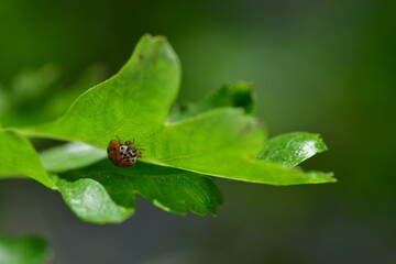 Ladybug on green leaf, macro photography