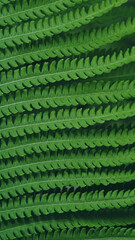 Green fern in forest. Close up