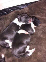 two sheltie pups with one hugging other pup