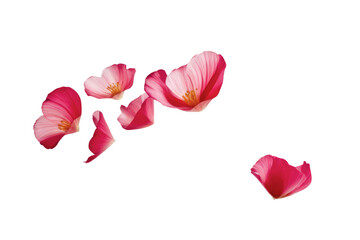 pink petals flying floating isolated on white or transparent background 