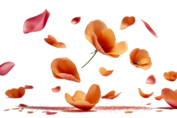 orange petals flying floating isolated on white or transparent background 