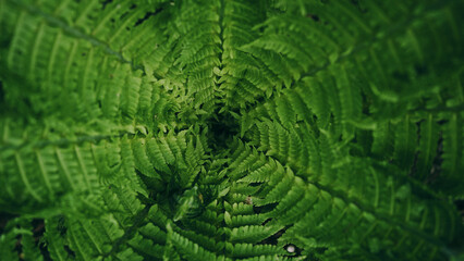 Green fern in forest. Close up