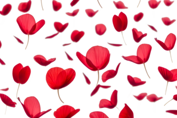red petals flying floating isolated on white or transparent background 