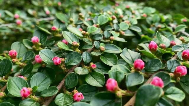 Bearberry cotoneaster Radicans white flower - Latin name - Cotoneaster dammeri Radicans. Gardening