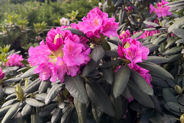 blossoming plant Rhododendron catawbiense or Catawba rhododendron, mountain rosebay, purple ivy,...