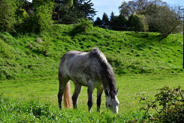 Fototapeta premium Horse in the meadow, Kilkenny, Ireland
