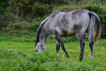 Fototapeta premium Horse in the meadow, Kilkenny, Ireland