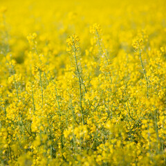 closeup of rapeseed in field