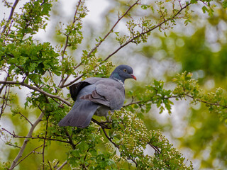 Columba palumbus or Common wood pigeon in a tree. Eating the new spring growth and buds.