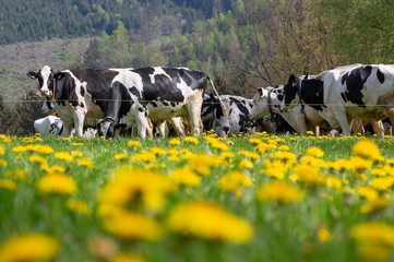 black and white cows in meadow near winterberg in german sauerland