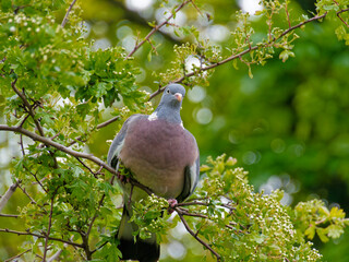 Columba palumbus or Common wood pigeon in a tree. Eating the new spring growth and buds.