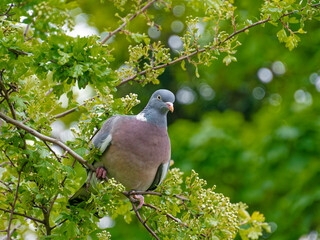 Columba palumbus or Common wood pigeon in a tree. Eating the new spring growth and buds.