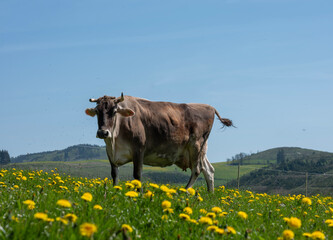 cow in meadow with dandelions in german part Sauerland