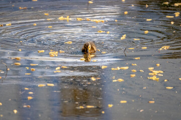 中島公園で見かけたオシドリの雛（北海道札幌市中央区）