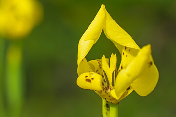Trimezia flower