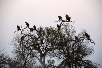 birds on a branch