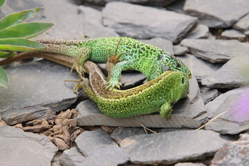 Zauneidechsen Rivalenkampf
