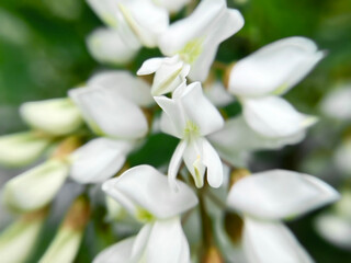white acacia flowers close up