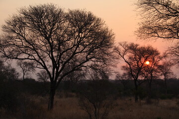 sunset in the woods