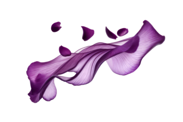 purple petals flying floating isolated on white or transparent background 