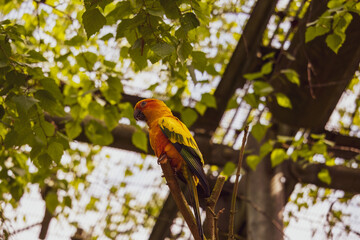Colourful Parrot in Tree