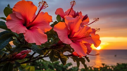 vibrant hibiscus flowers in sunset