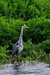 Fototapeta premium Great blue heron, Suir Blueway, Clonmel, Co. Tipperary, Ireland