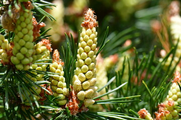 Close up of pine tree blooming, Suir Blueway, Clonmel, Co. Tipperary, Ireland