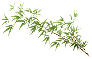 PNG Bamboo plant leaf tree.